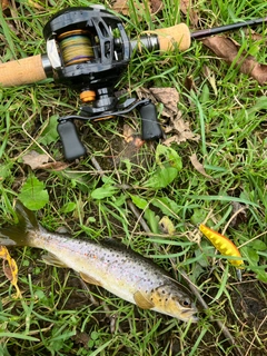 ブラウントラウトの釣果