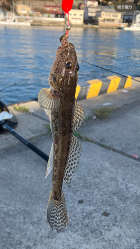 ハゼの釣果