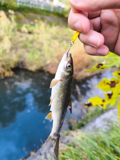 ウグイの釣果