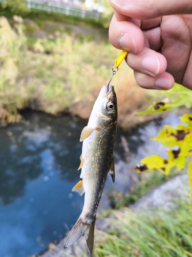 ウグイの釣果