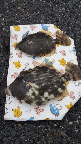 カワハギの釣果