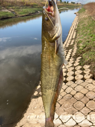 ナマズの釣果