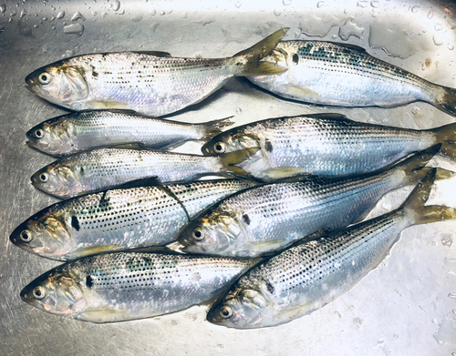 コノシロの釣果