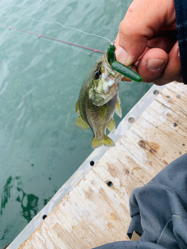 スモールマウスバスの釣果