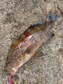 オオモンハタの釣果