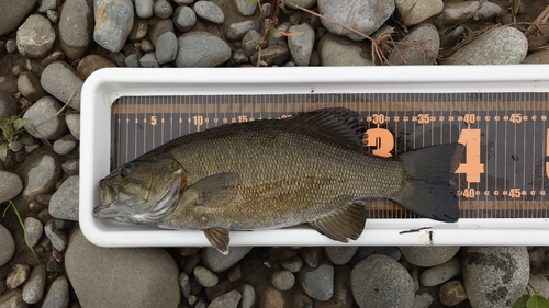 スモールマウスバスの釣果