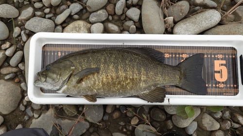 スモールマウスバスの釣果