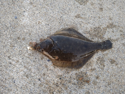 カレイの釣果