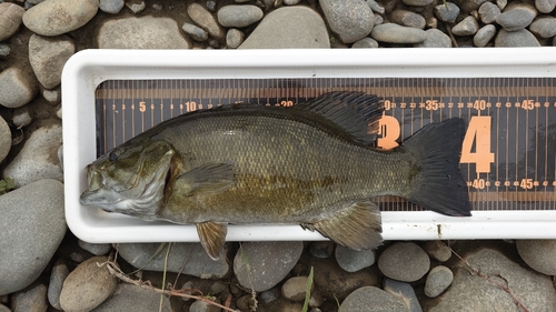 スモールマウスバスの釣果