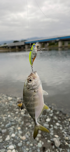 メッキの釣果