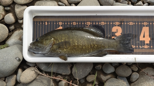 スモールマウスバスの釣果