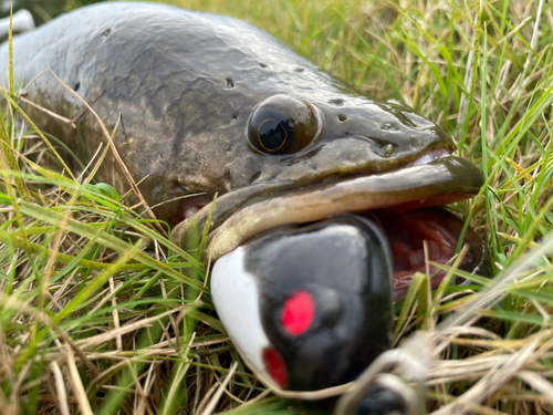 ライギョの釣果