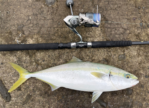 ハマチの釣果