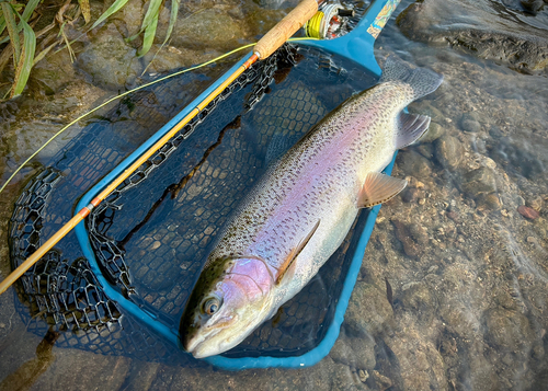 ニジマスの釣果