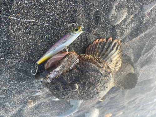 カジカの釣果