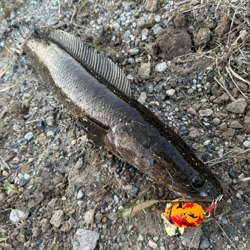 ライギョの釣果