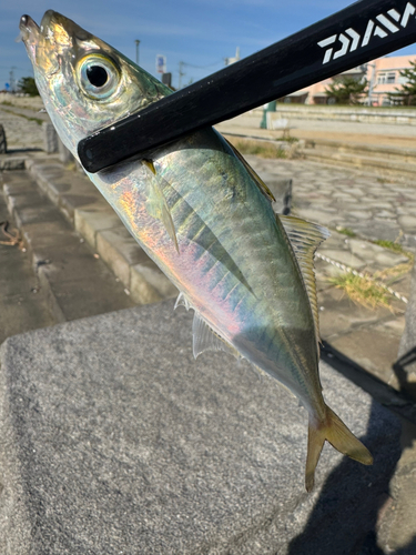 マルアジの釣果