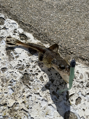 ワニゴチの釣果