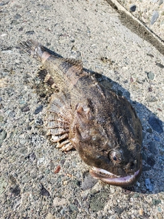 カジカの釣果