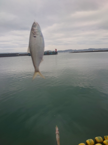 コノシロの釣果