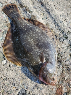 マツカワの釣果