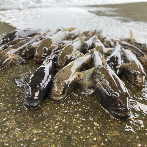 ウロハゼの釣果