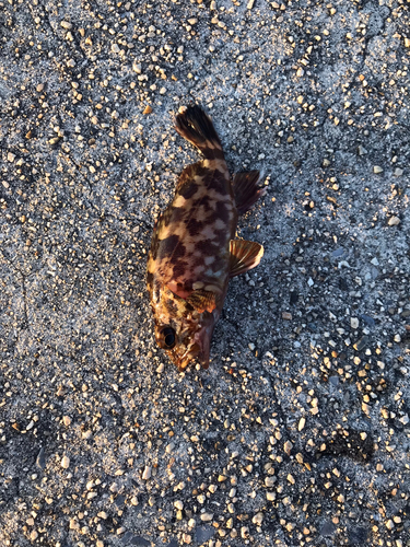 カサゴの釣果