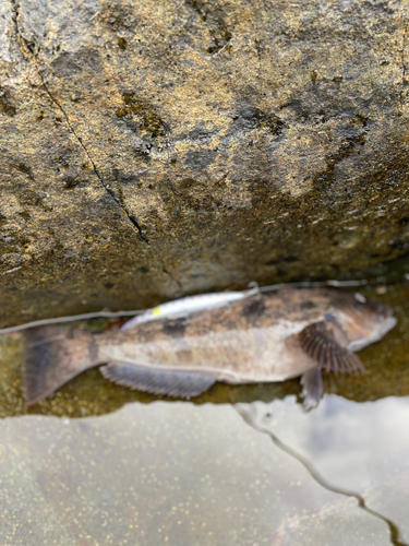 アブラコの釣果