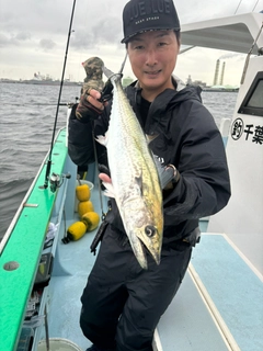 サゴシの釣果