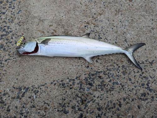 サゴシの釣果