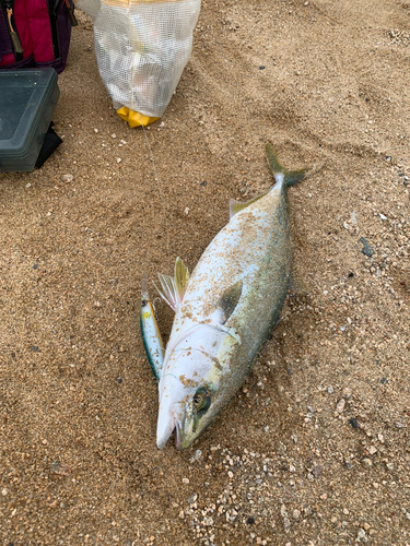 ヤズの釣果