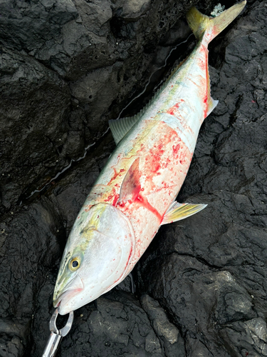 ヤズの釣果