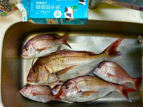 マダイの釣果