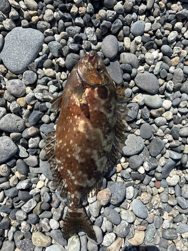 アイゴの釣果