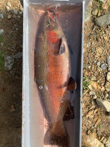 トラウトの釣果