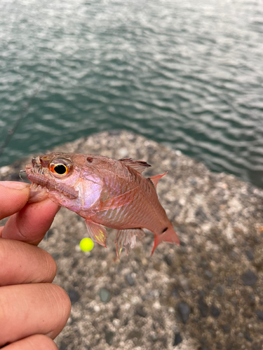 ネンブツダイの釣果