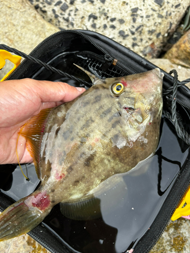 カワハギの釣果