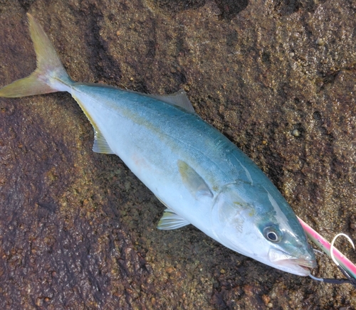 ハマチの釣果