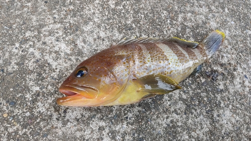 アオハタの釣果