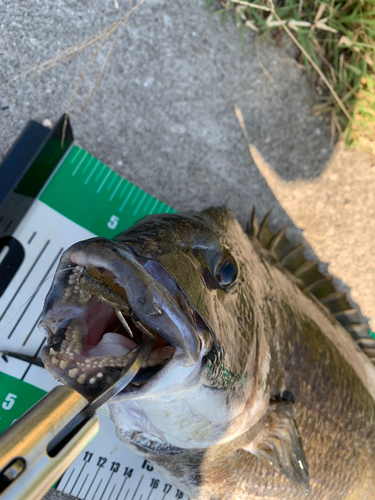 チヌの釣果