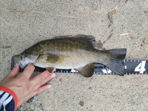 スモールマウスバスの釣果