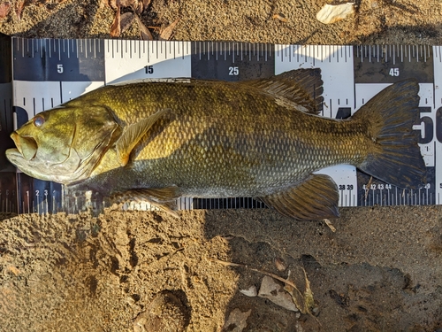 スモールマウスバスの釣果