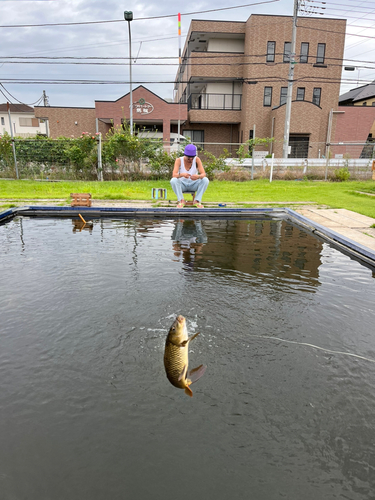 コイの釣果