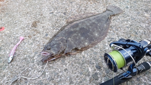 ヒラメの釣果