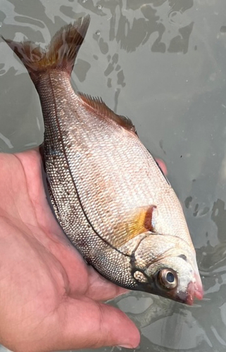 ウミタナゴの釣果