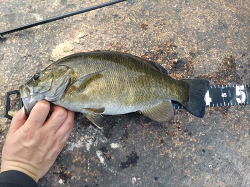 スモールマウスバスの釣果