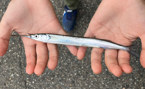 サヨリの釣果