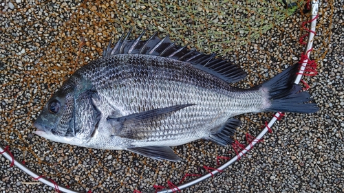 チヌの釣果