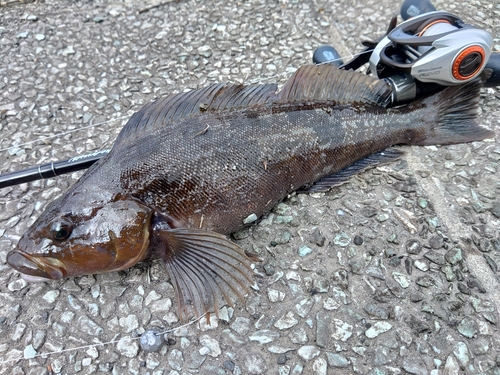 アイナメの釣果