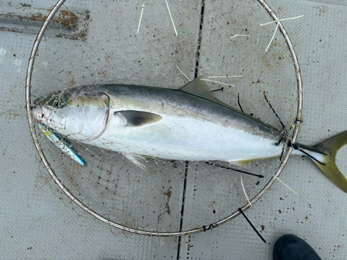 ブリの釣果